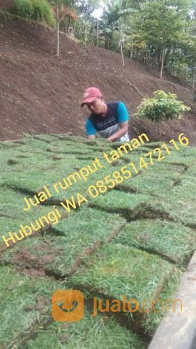 Rumput Golf Cibinong Bogor,Rumput Murah Siap Kirim Ke Rumah Anda
