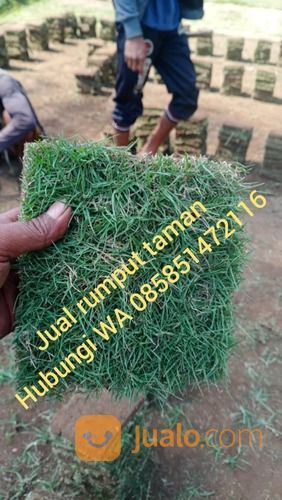 Rumput Golf Cibinong Bogor,Rumput Murah Siap Kirim Ke Rumah Anda
