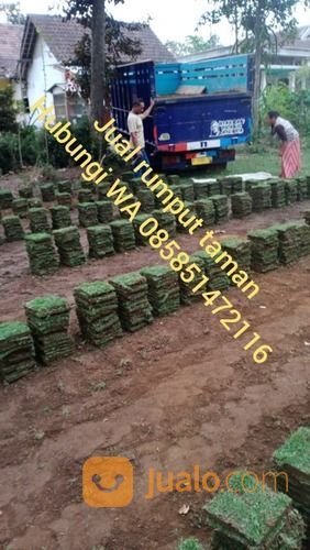 Rumput Golf Cibinong Bogor,Rumput Murah Siap Kirim Ke Rumah Anda
