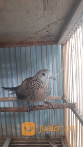 Burung Perkutut Kalung Tumpuk