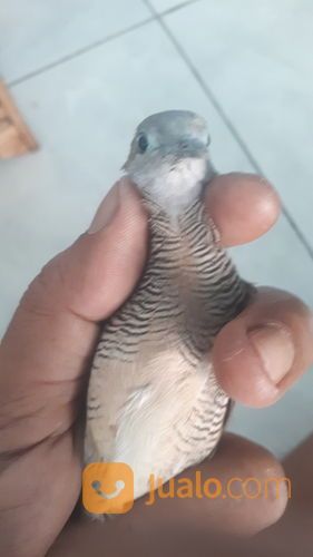 Burung Perkutut Kalung Tumpuk