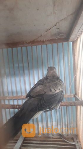 Burung Perkutut Kalung Tumpuk