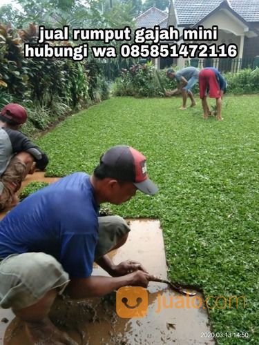 Rumput Gajah Mini Badung,Rumput Hidup Harga Paling Murah