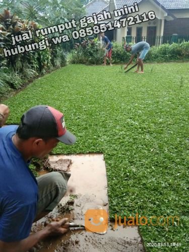 Rumput Gajah Mini Badung,Rumput Hidup Harga Paling Murah