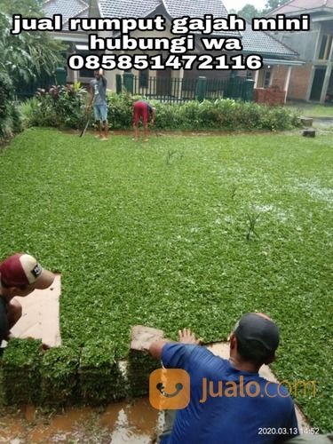 Rumput Gajah Mini Badung,Rumput Hidup Harga Paling Murah