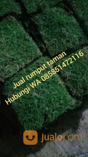 Rumput Golf Jembrana Negara,Rumput Harga 16.000 Permeter Siap Tanam