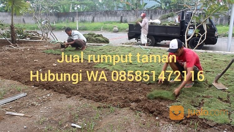 Rumput Golf Jembrana Negara,Rumput Harga 16.000 Permeter Siap Tanam