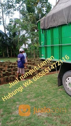Rumput Golf Jembrana Negara,Rumput Harga 16.000 Permeter Siap Tanam
