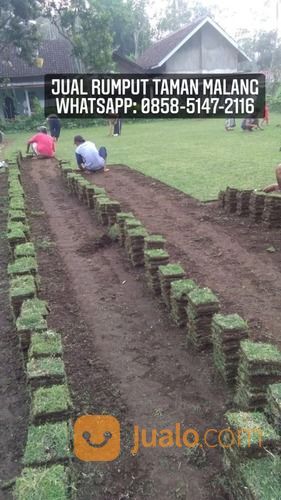 Rumput Jepang Kota Denpasar,Rumput Hijau Dan Subur Siap Tanam