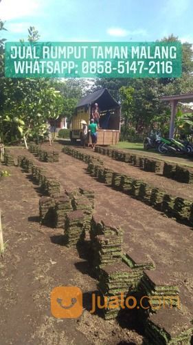 Rumput Jepang Kota Denpasar,Rumput Hijau Dan Subur Siap Tanam