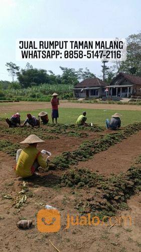 Rumput Jepang Kota Denpasar,Rumput Hijau Dan Subur Siap Tanam