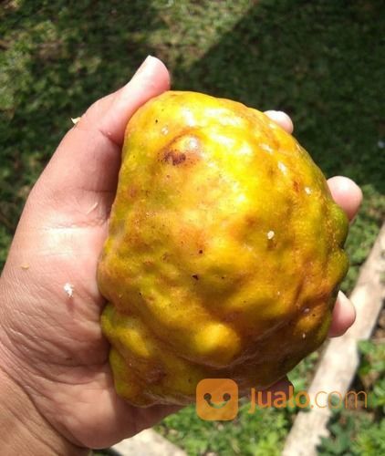 Bibit Tanaman Buah Namnam - Berbuah Lebat - Kaya Anti Oksidan