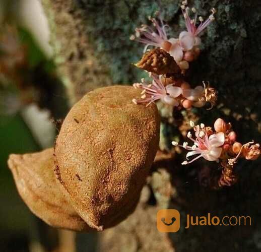 Bibit Tanaman Buah Namnam - Berbuah Lebat - Kaya Anti Oksidan