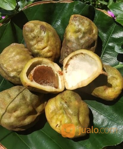 Bibit Tanaman Buah Namnam - Berbuah Lebat - Kaya Anti Oksidan