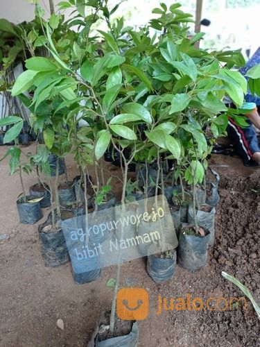 Bibit Tanaman Buah Namnam - Berbuah Lebat - Kaya Anti Oksidan