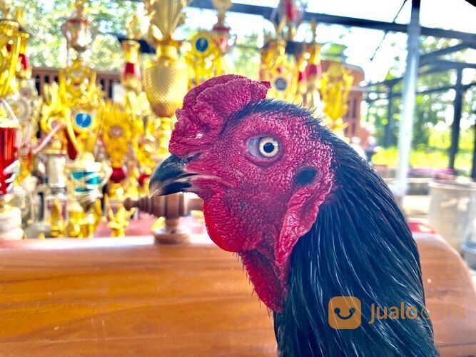 Jago Bangkok Jogjakarta RJ Farm Indonesia