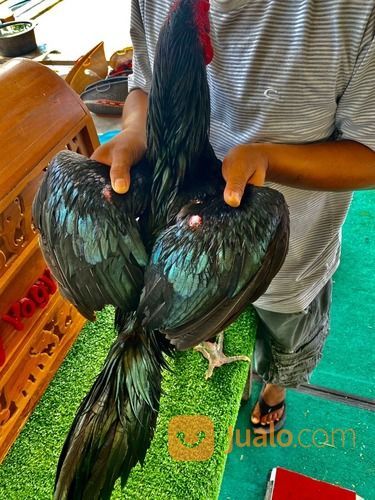 Jago Bangkok Jogjakarta RJ Farm Indonesia