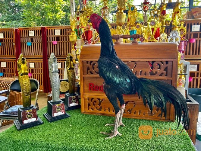 Jago Bangkok Jogjakarta RJ Farm Indonesia