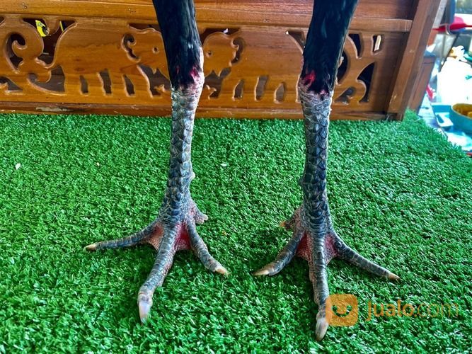 Jago Bangkok Jogjakarta RJ Farm Indonesia