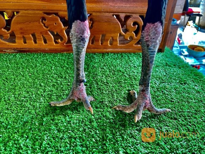 Jago Bangkok Jogjakarta RJ Farm Indonesia