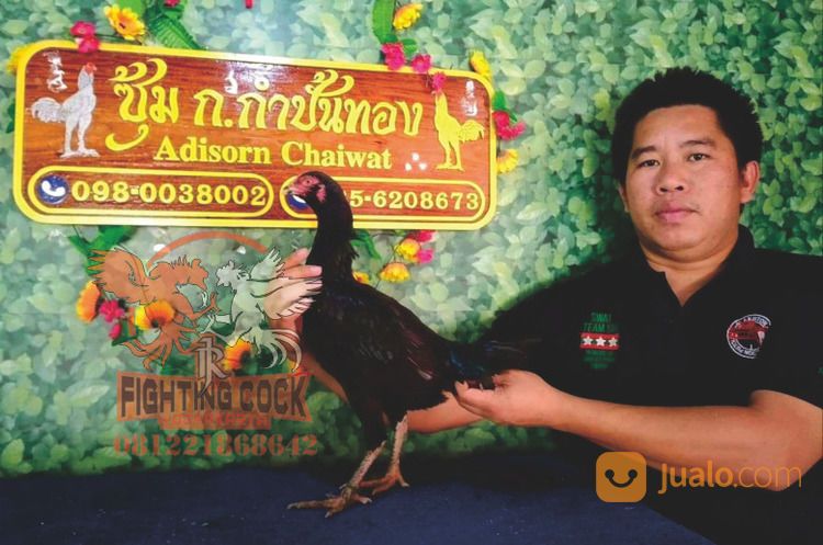 Jago Bangkok Jogjakarta RJ Farm Indonesia