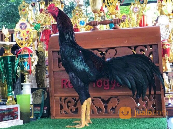 Jago Bangkok Jogjakarta RJ Farm Indonesia