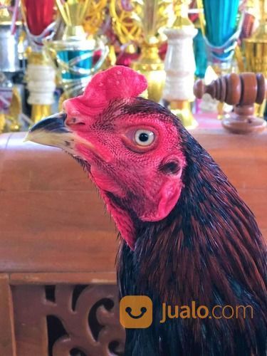 Jago Bangkok Jogjakarta RJ Farm Indonesia