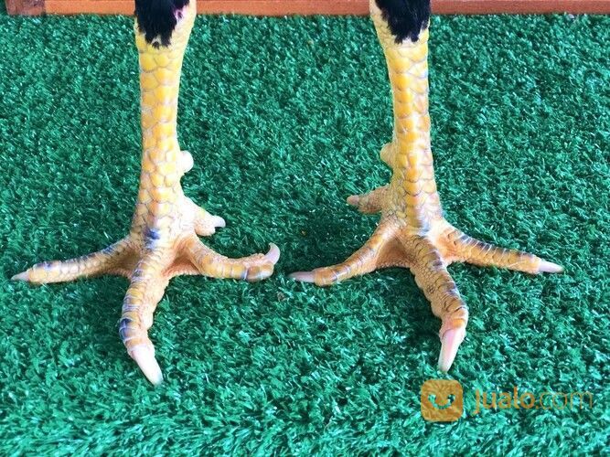 Jago Bangkok Jogjakarta RJ Farm Indonesia