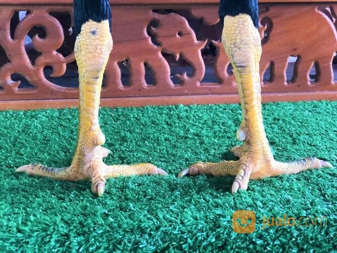 Jago Bangkok Jogjakarta RJ Farm Indonesia