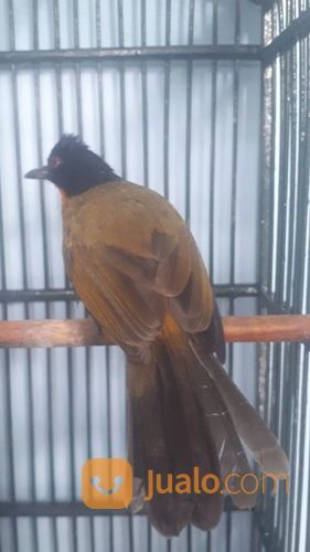 Burung Kutilang Emas Gacor