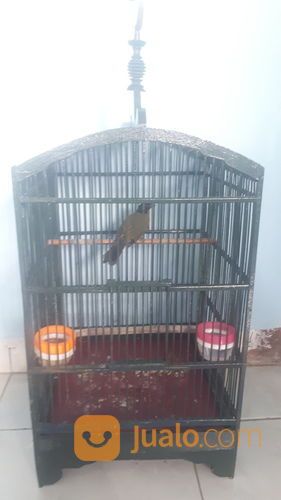 Burung Kutilang Emas Gacor