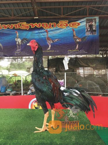 Ayam Bangkok Jogjakarta RJ Farm Indonesia