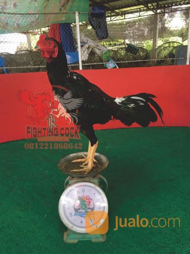 Ayam Bangkok Jogjakarta RJ Farm Indonesia