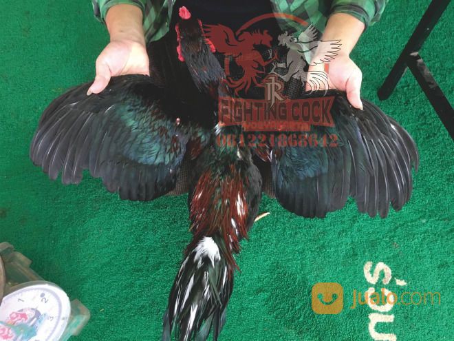 Ayam Bangkok Jogjakarta RJ Farm Indonesia
