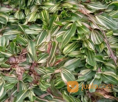 Rumput Gajah Mini Varigata Kota Depok Terdekat,Rumput Siap Tanam Harga Petani