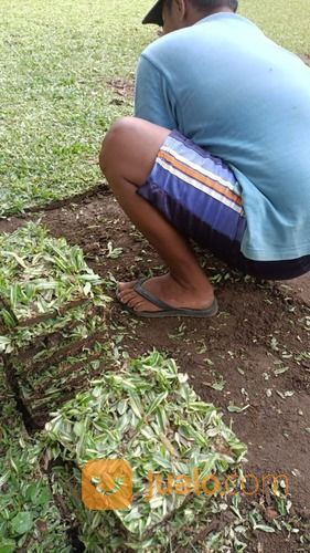 Rumput Gajah Mini Varigata Kota Depok Terdekat,Rumput Siap Tanam Harga Petani