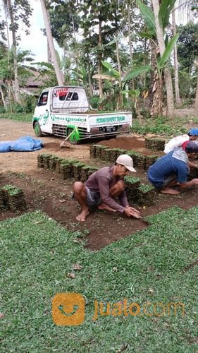 Rumput Gajah Mini Varigata Kota Depok Terdekat,Rumput Siap Tanam Harga Petani
