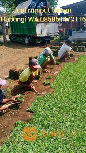Rumput Gajah Mini Varigata Kota Depok Terdekat,Rumput Siap Tanam Harga Petani