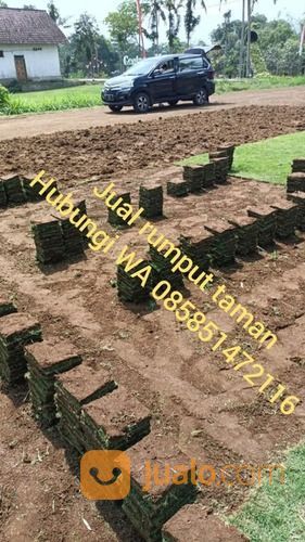 Rumput Gajah Mini Varigata Kota Depok Terdekat,Rumput Siap Tanam Harga Petani