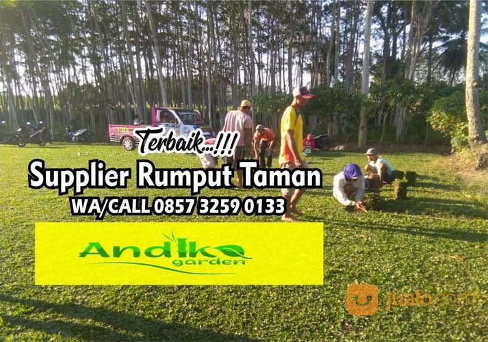 Rumput Taman Di Situbondo, WA +62 857 3259 0133, ANDIKA GARDEN