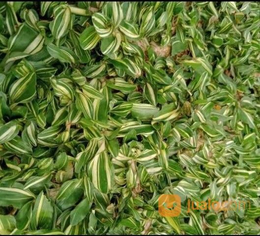 Rumput Gajah Mini Varigata Gianyar Terdekat,Rumput Hijau Dan Subur Murah