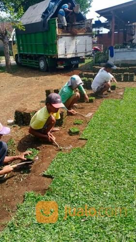 Rumput Gajah Mini Varigata Gianyar Terdekat,Rumput Hijau Dan Subur Murah