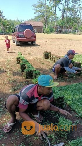 Rumput Gajah Mini Varigata Gianyar Terdekat,Rumput Hijau Dan Subur Murah