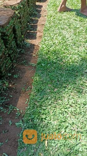 Rumput Gajah Mini Varigata Gianyar Terdekat,Rumput Hijau Dan Subur Murah