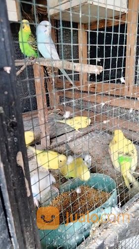 Burung Parkit Lokal