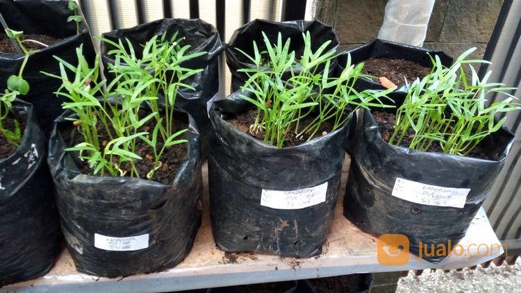 Plastik Polybag Untuk Semai Bibit Tanaman, Harga Dijamin Murah !
