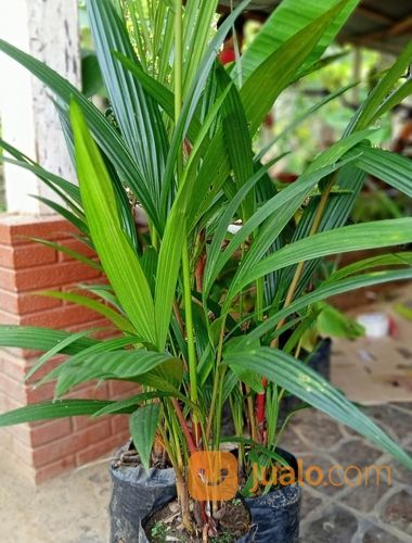 Bibit Tanaman Palem Merah - Asli Merah - Rimbun