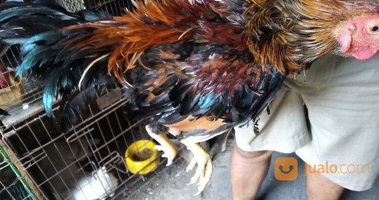 Ayam Walik Panca Warna (5 Warna) Jago