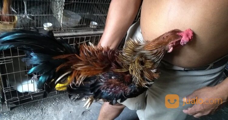 Ayam Walik Panca Warna (5 Warna) Jago