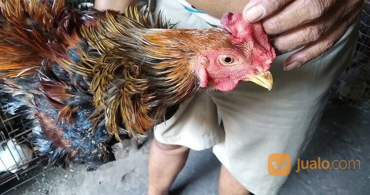 Ayam Walik Panca Warna (5 Warna) Jago